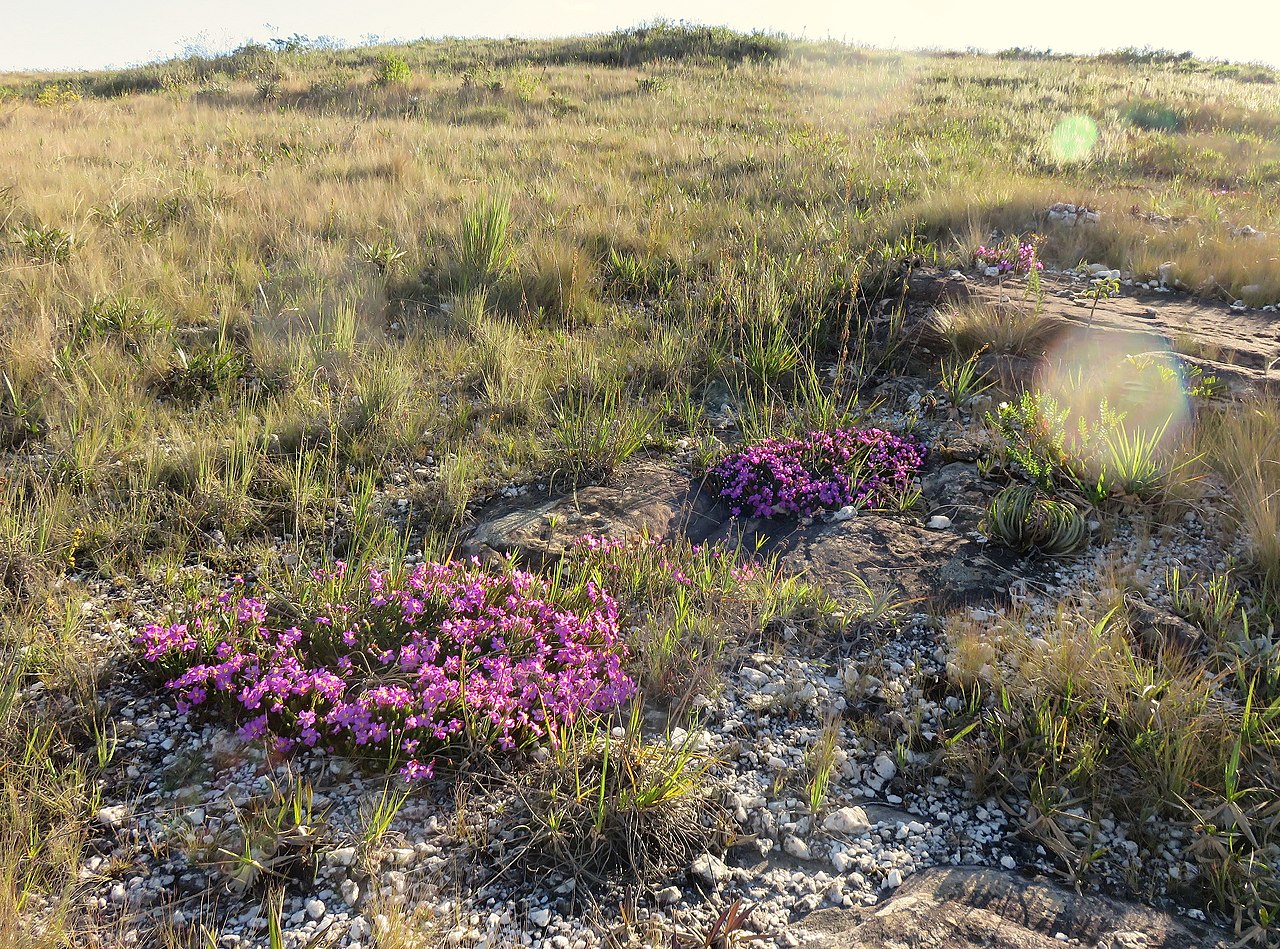 Vegetação do cerrado — Chapada dos Guimarães